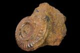 Toarcian Ammonite (Hildoceras) Fossil - France #152748-1